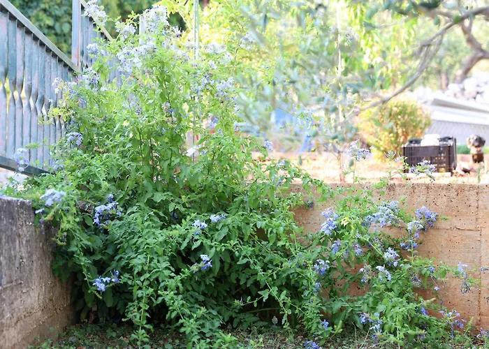 아파트 Lity Podglavica